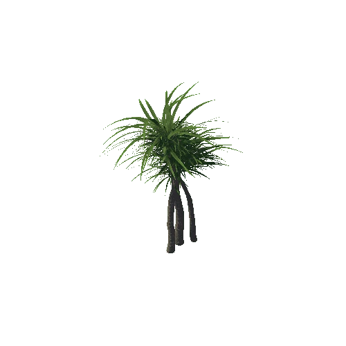 Tree_Dracaena