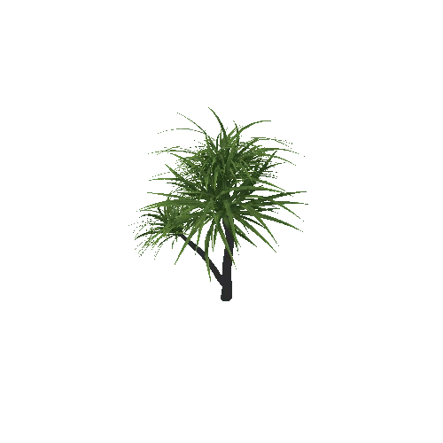 Tree_Dracaena2