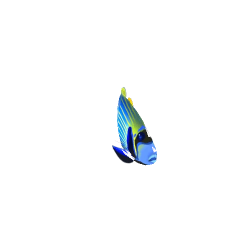 AngelFish_02
