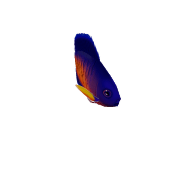 AngelFish_03