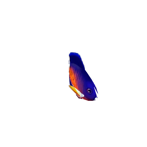 AngelFish_03