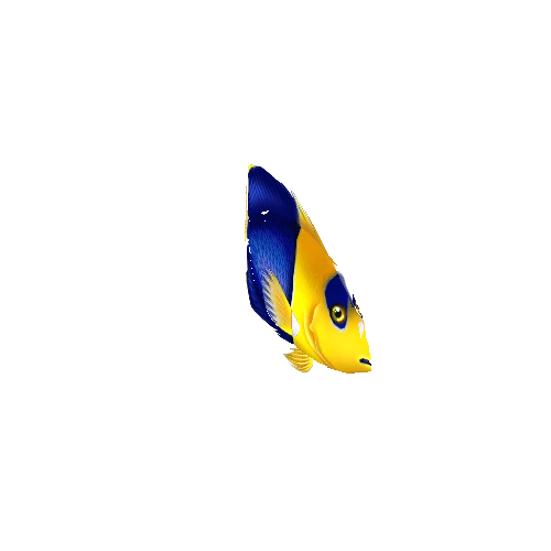 AngelFish_09