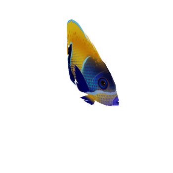 AngelFish_10