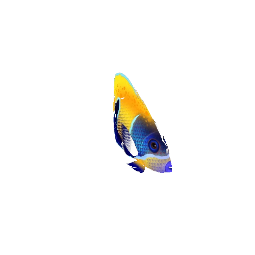 AngelFish_10