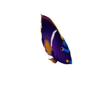 AngelFish_12