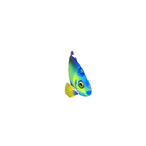 AngelFish_14