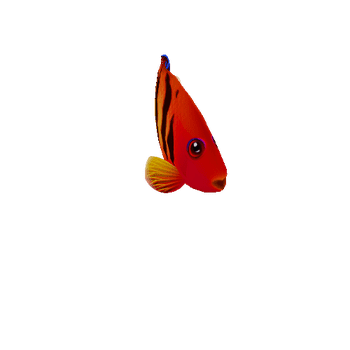 AngelFish_18