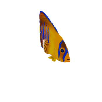 AngelFish_22