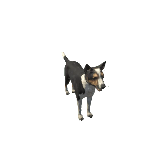 Dog_Collie_LOD