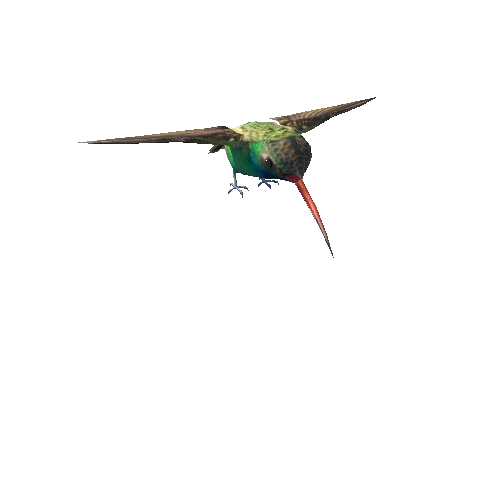 AIBroadTailHummingbird