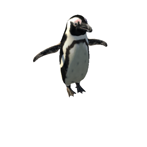 AfricanPenguinModelMiddlePoly