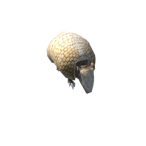 Armadillo