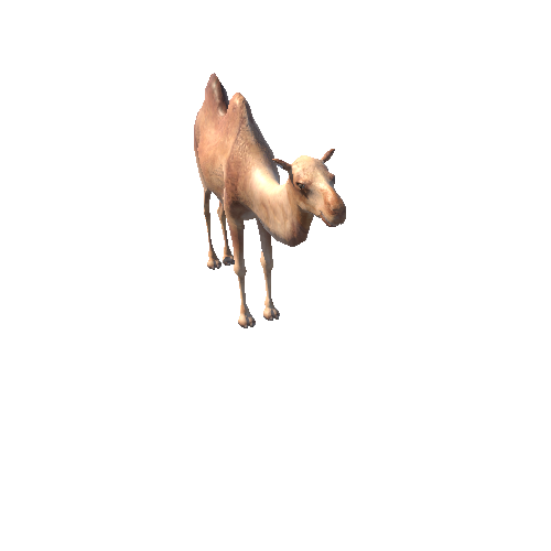 BactrianCamelLowPoly