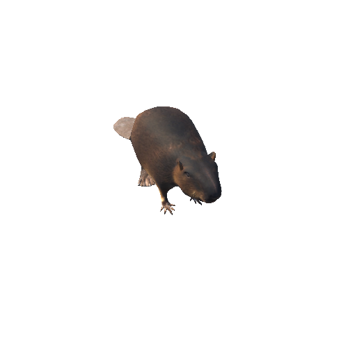 BeaverMiddlePoly