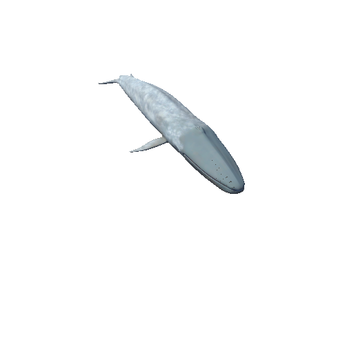 BlueWhaleHighPoly