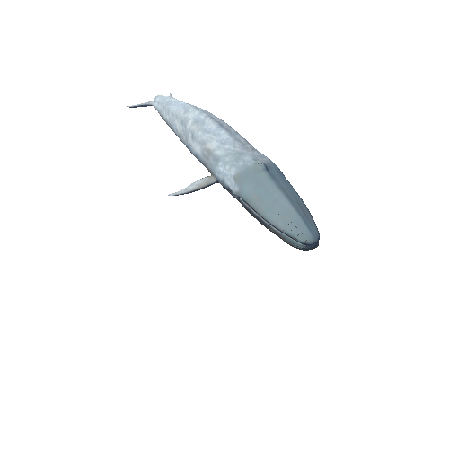 BlueWhaleMiddlePoly