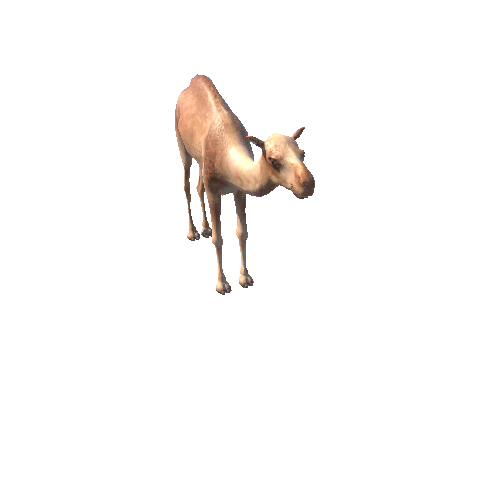 CamelLowPoly