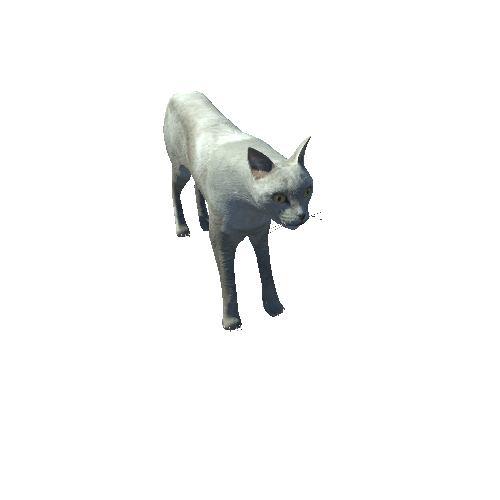 CatModelMiddlePoly