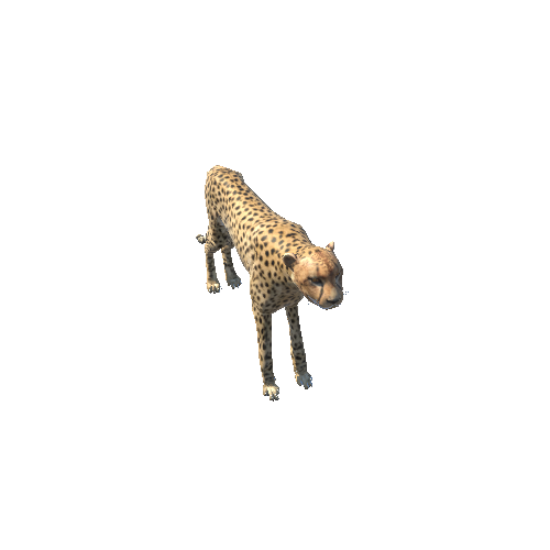CheetahLowPoly