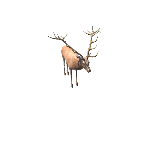 DeerMiddlePoly