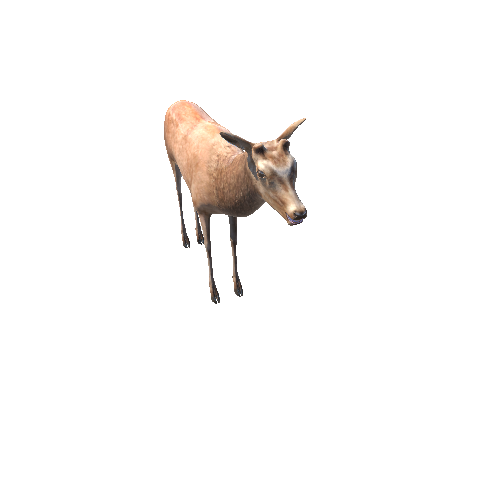 DeerModelNoAntlerMiddlePoly