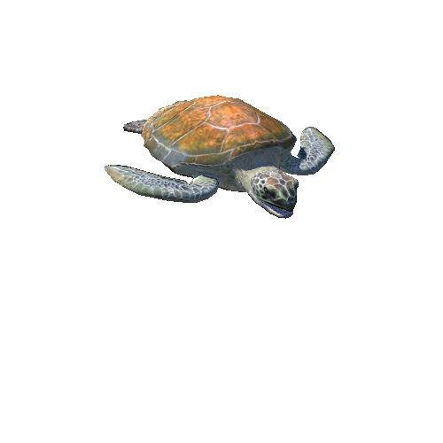 GreenSeaTurtle