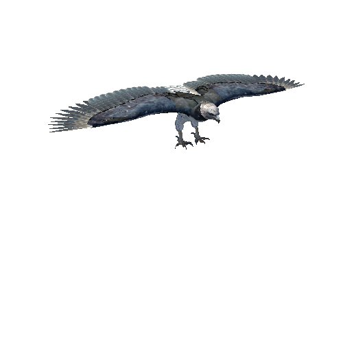 HarpyEagle