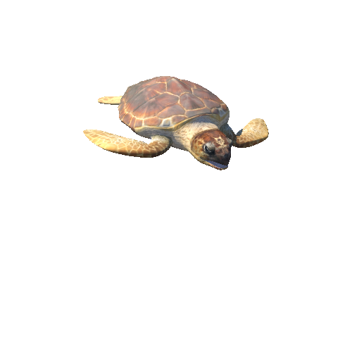 LoggerheadSeaturtleTwoLODs