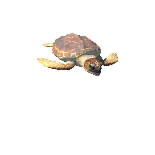 LoggerheadSeaturtleYoungTwoLODs