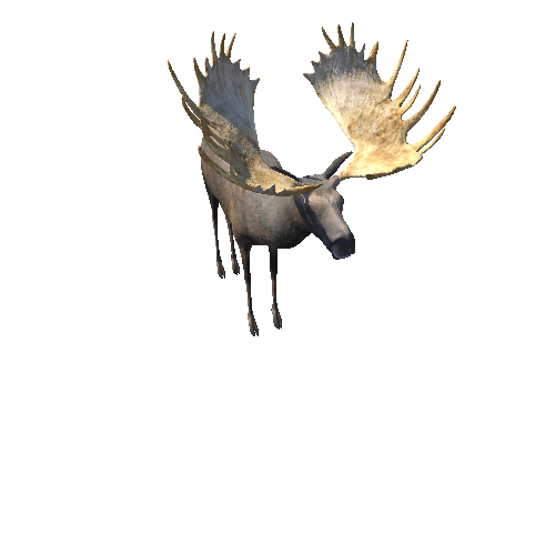 MooseMiddlePoly