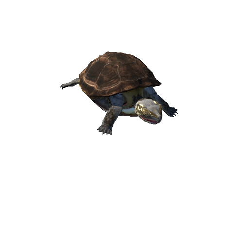 PondTurtleLowPoly