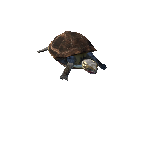 PondTurtleMiddlePoly