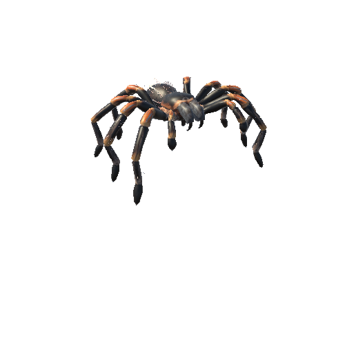 RedKneeTarantula