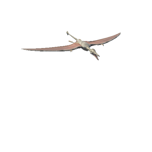 Rhamphorhynchus