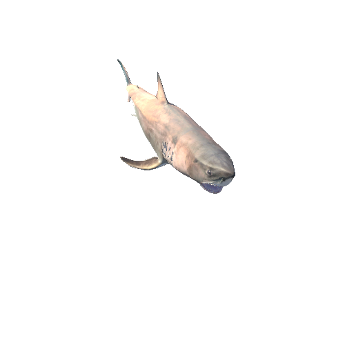 SharkModelMiddlePolyRagdoll