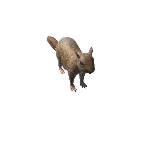 SquirrelLowPoly