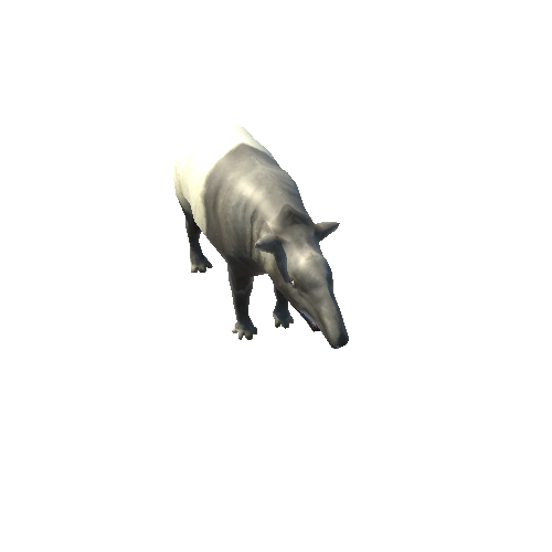 TapirLowPoly