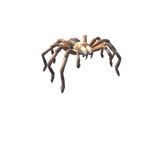 Tarantula_1