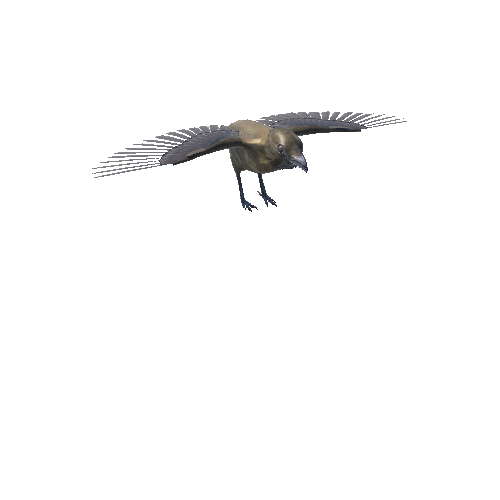 VogelkopBowerBirdRootMotionFlight