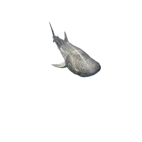 WhaleSharkTwoLODs