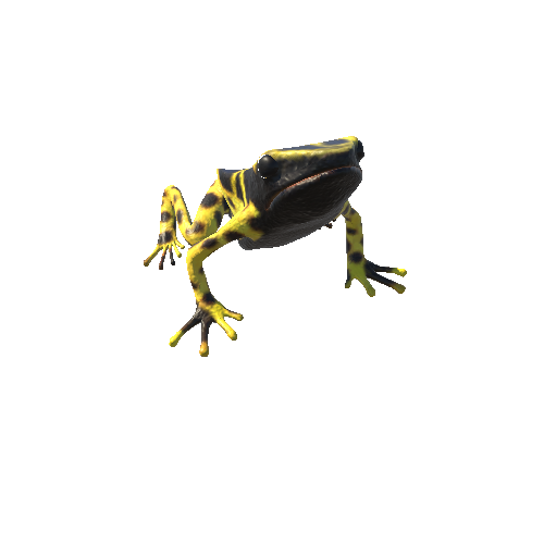 YellowBandedPoisonDartFrogDetailRagdoll