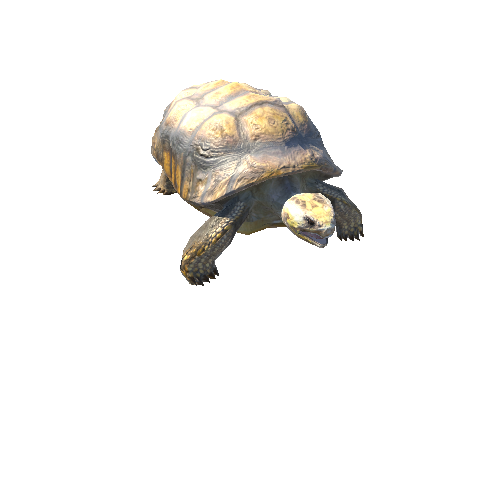 YellowFootedTortoise