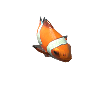 ClownFish2