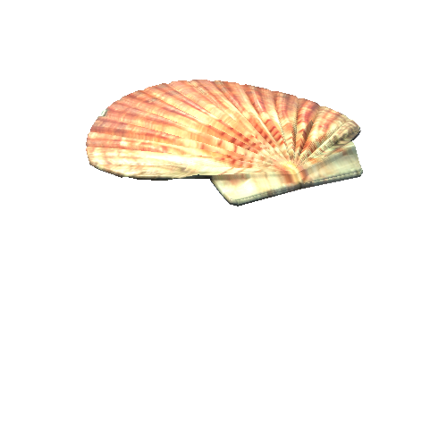 Seashell2