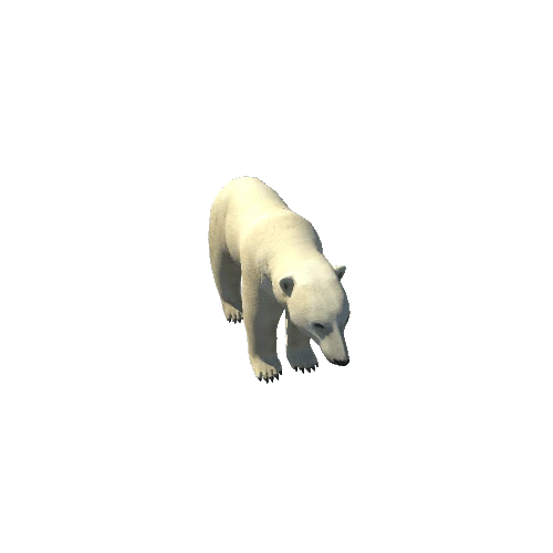 polarbear@bite