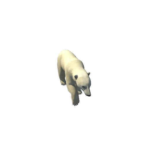 polarbear@look