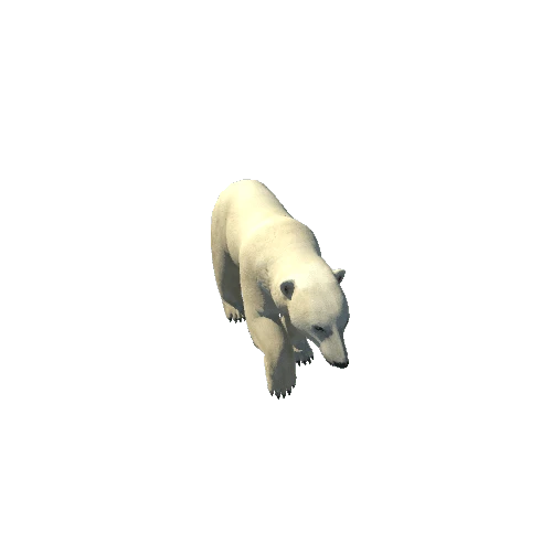 polarbear@trotting