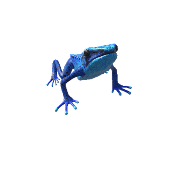 BluePoisonDartFrogDetailTwoLODs