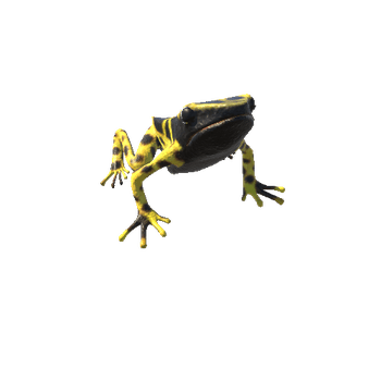 YellowBandedPoisonDartFrogDetailRagdoll