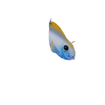 TangFish_03